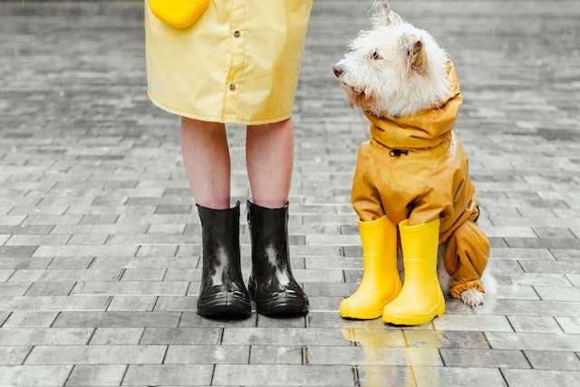 Scarpe per cani: la diatriba tra i favorevoli e i non